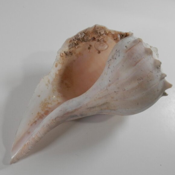 9.5" White Lightning Whelk Seashell Large Shell Ocean Swirl Point Craft Beach - Picture 4 of 12